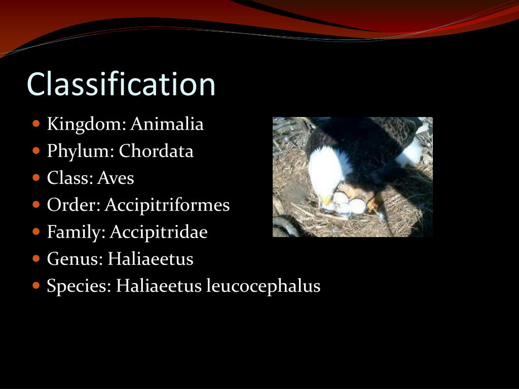 PPT Bald Eagles PowerPoint Presentation, free download ID1761592