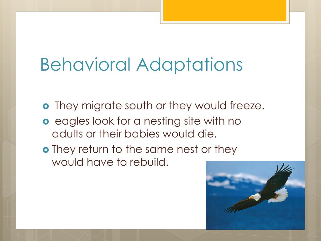 PPT Bald Eagles PowerPoint Presentation, free download ID1761675