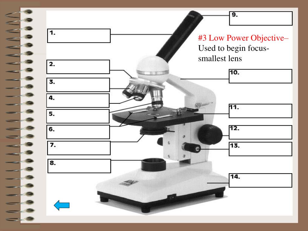 PPT Introduction to the Microscope PowerPoint