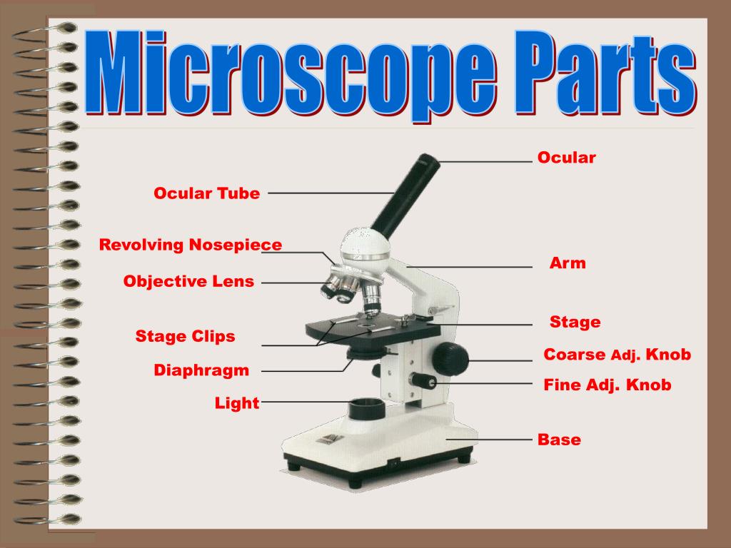 PPT Introduction to the Microscope PowerPoint Presentation, free