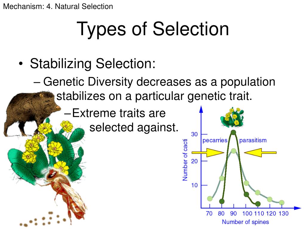 PPT The Theory of Evolution PowerPoint Presentation, free download