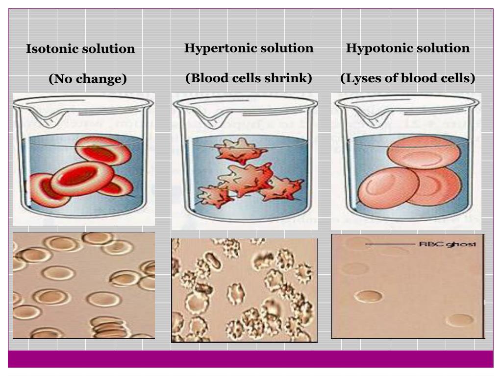 PPT Practical Biology Biol 101 Lab 6 PowerPoint Presentation, free