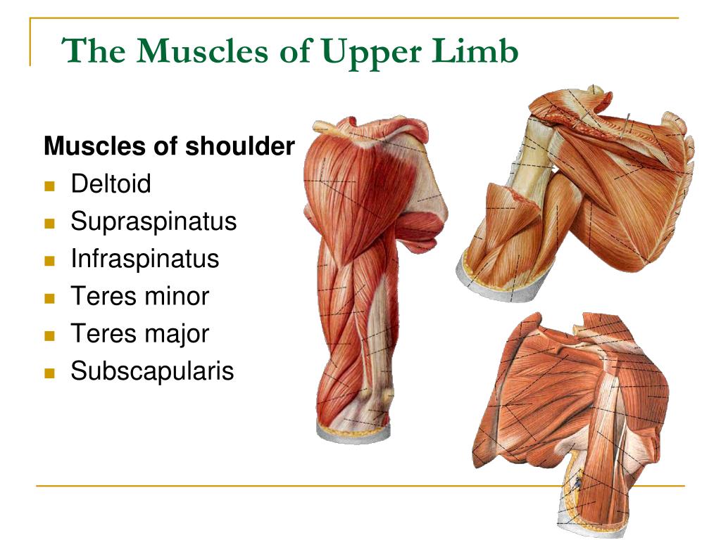 PPT The upper limb PowerPoint Presentation, free