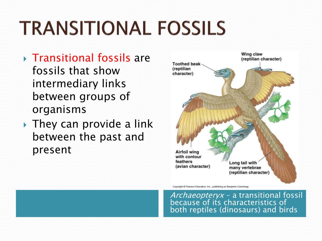PPT EVIDENCE FOR EVOLUTION PowerPoint Presentation, free download