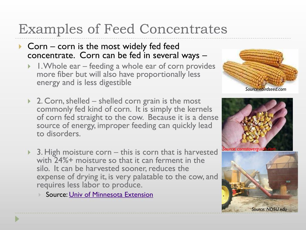 PPT Feeding Ruminants PowerPoint Presentation, free download ID1775321