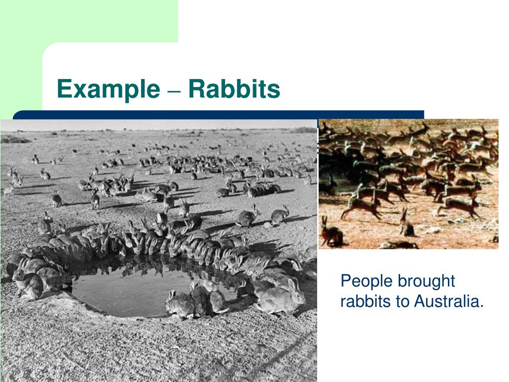 PPT Roles in Ecosystems PowerPoint Presentation, free download ID