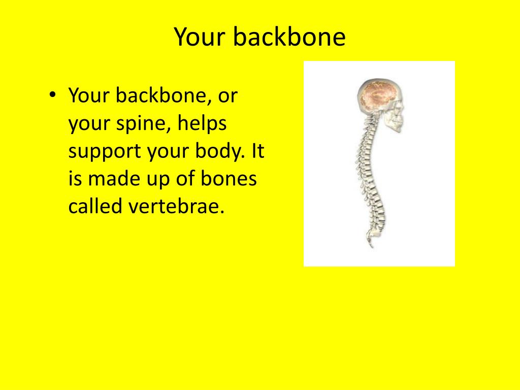 PPT The human skeleton PowerPoint Presentation, free download ID