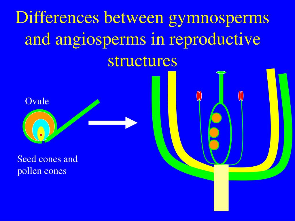 PPT Reproduction in flowering plants PowerPoint Presentation, free