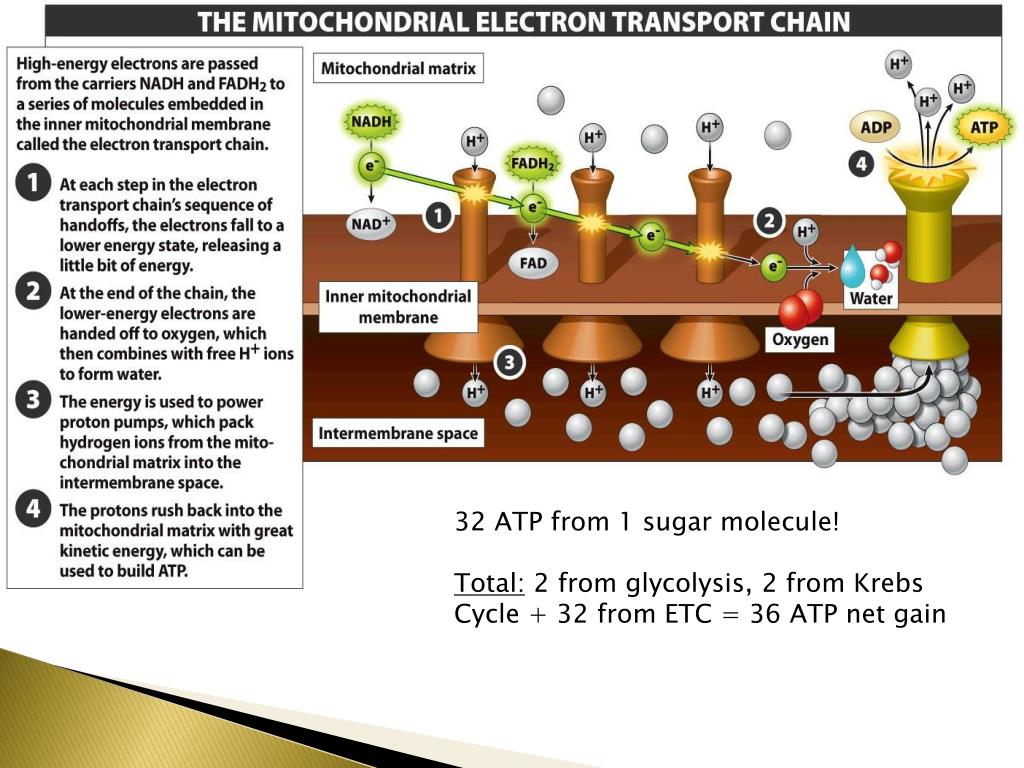 PPT Energy PowerPoint Presentation, free download ID1777596