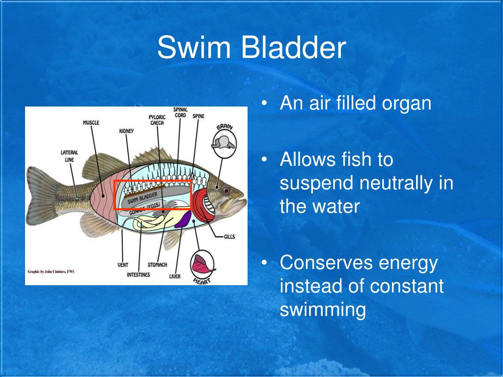 PPT Freshwater Fish PowerPoint Presentation, free download ID1778452