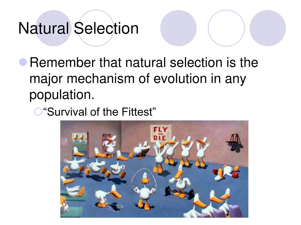 PPT Drift & Evolution PowerPoint Presentation, free download
