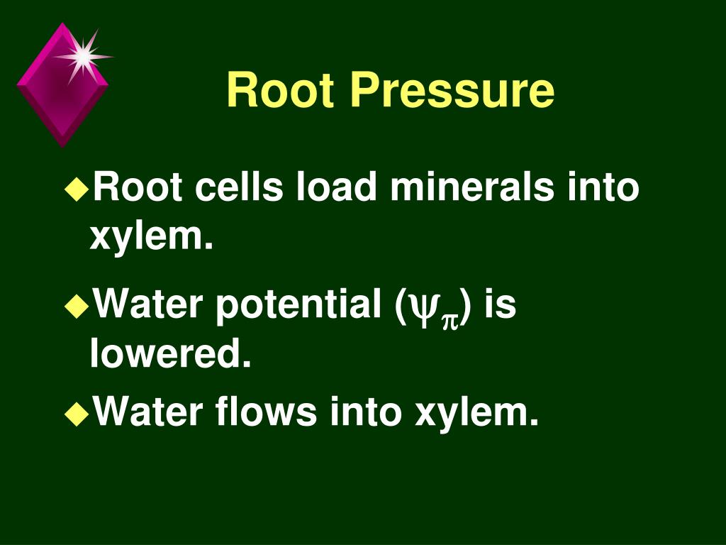 PPT Chapter 36 Transport in Plants PowerPoint Presentation, free