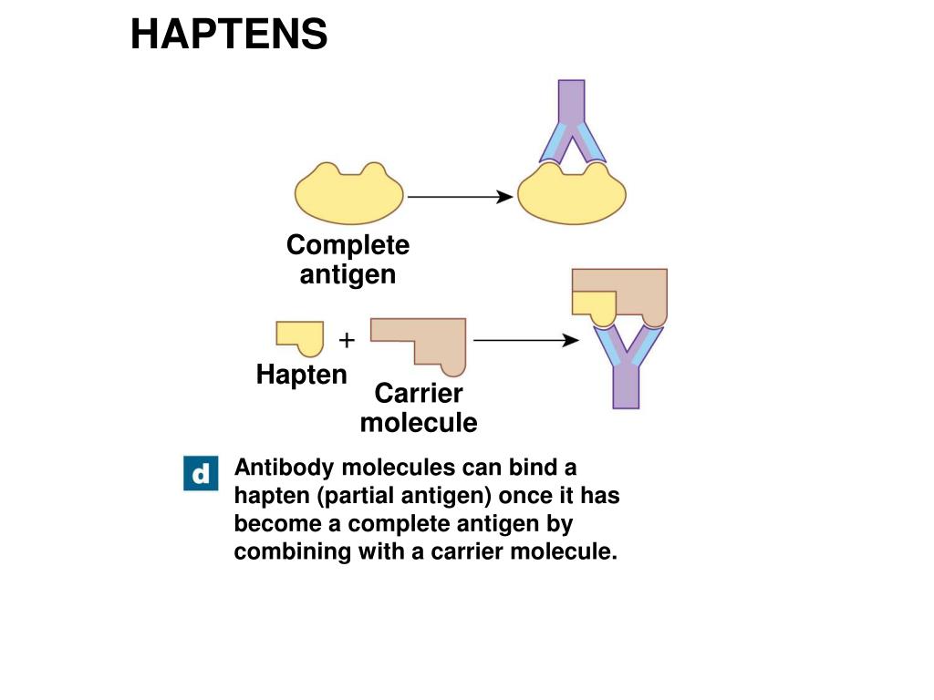 PPT The Immune System PowerPoint Presentation, free download ID1781002