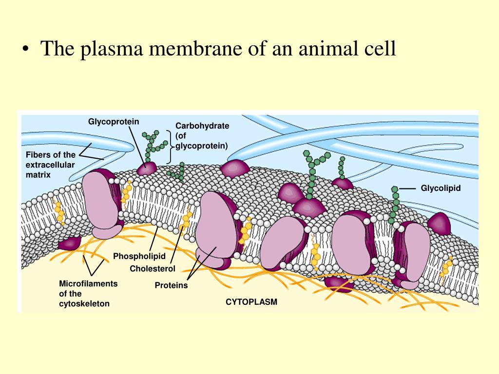 PPT The Cell Membrane PowerPoint Presentation, free download ID1781216