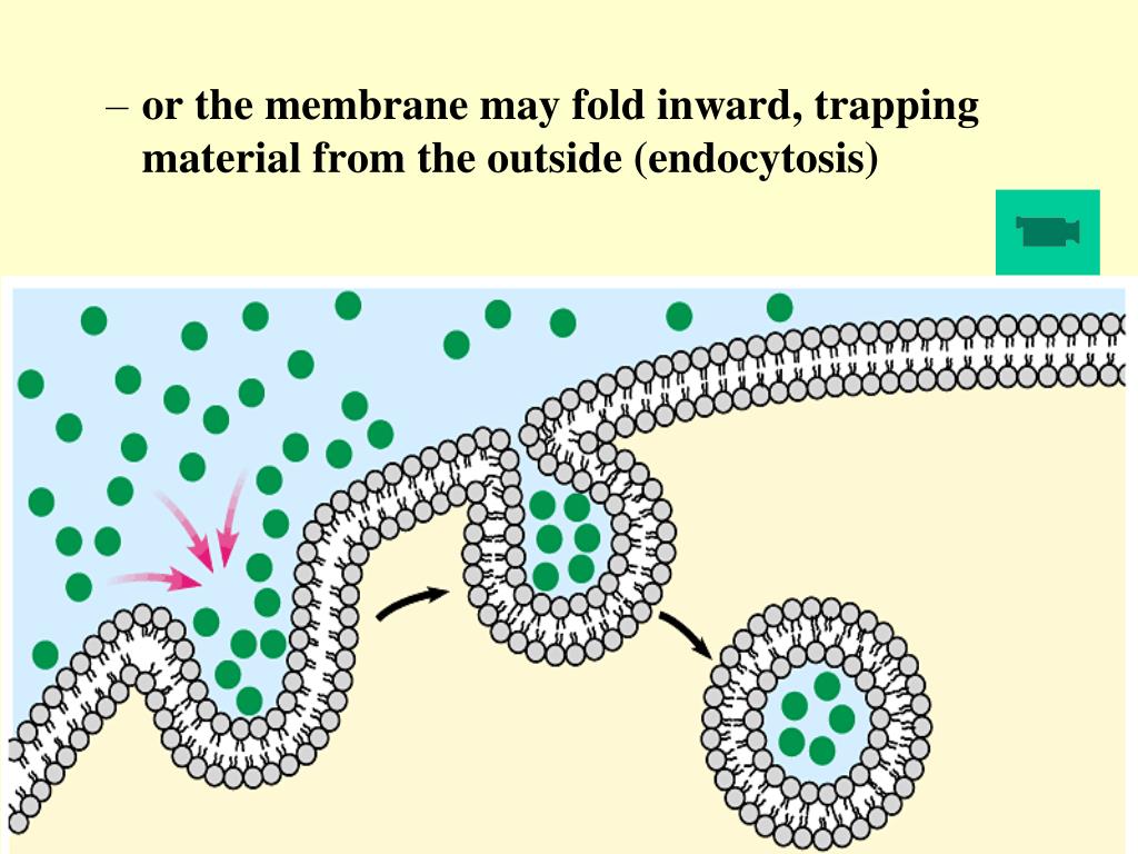 PPT The Cell Membrane PowerPoint Presentation, free download ID1781216
