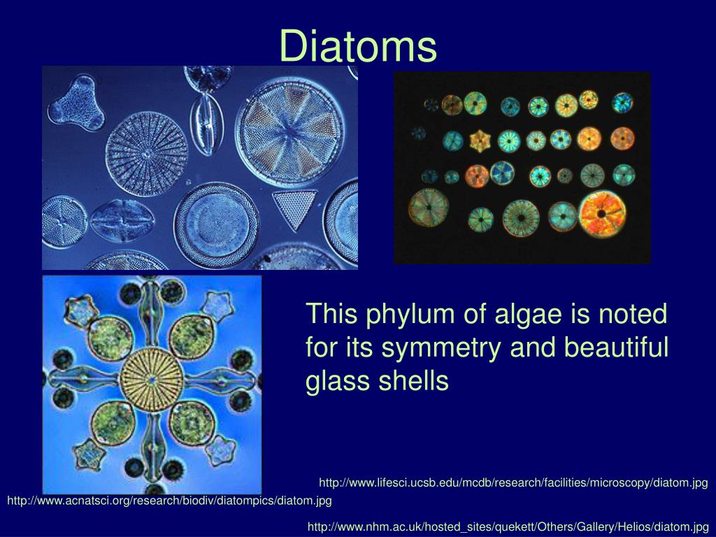 PPT Protists PowerPoint Presentation, free download ID1781421