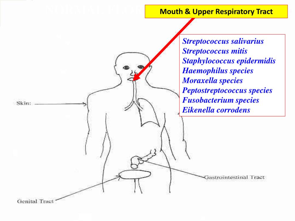PPT FLORA NORMAL PowerPoint Presentation, free download ID1782959