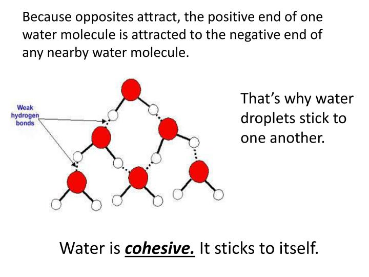 PPT Properties of Water PowerPoint Presentation ID1783102