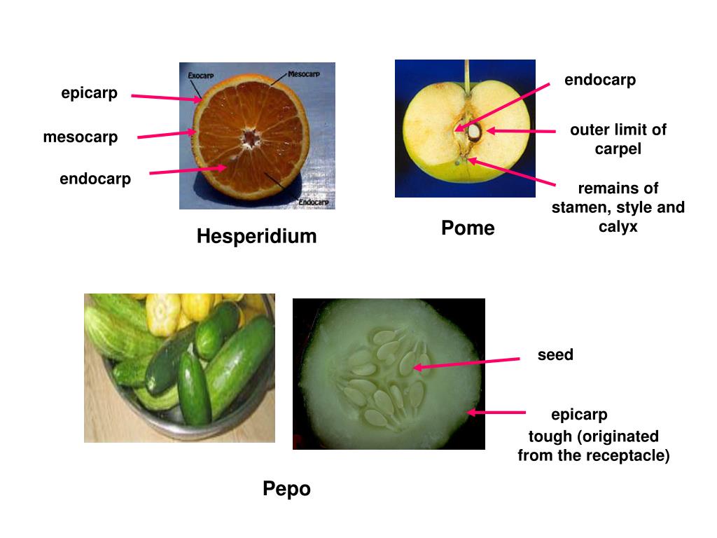 PPT FRUITS PowerPoint Presentation, free download ID1783580