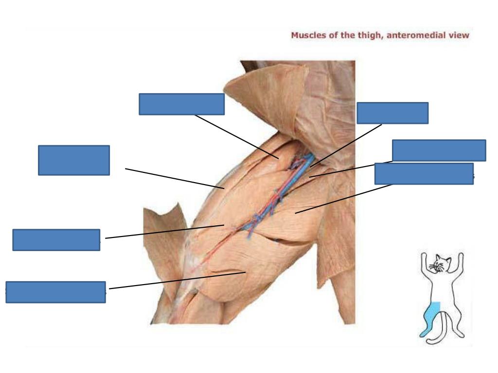 PPT Cat Anatomy Quiz PowerPoint Presentation, free download ID1783823