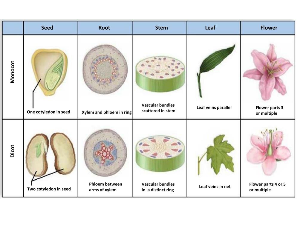 PPT Flowering Plants Structure and Organization PowerPoint Presentation ID1783886
