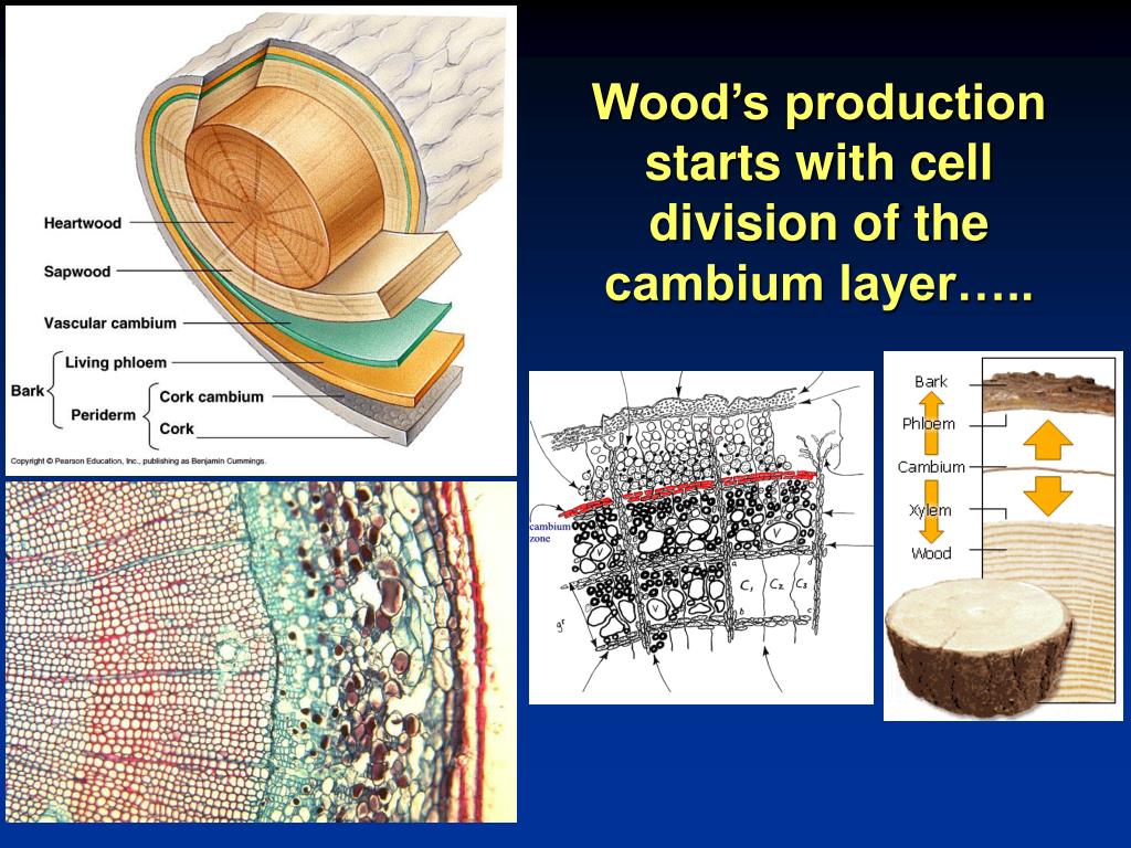 PPT Wood Structure and Processing PowerPoint Presentation, free