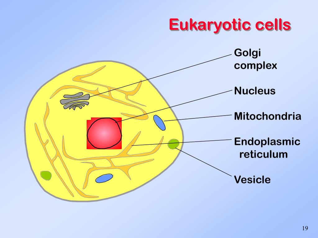 PPT Biochemistry Setting the Stage PowerPoint Presentation, free