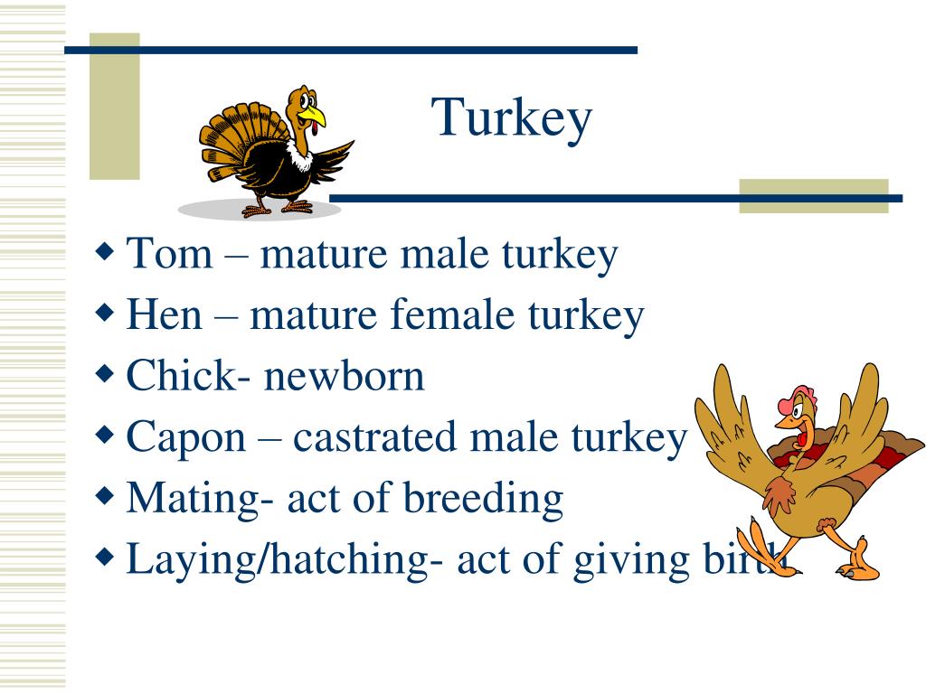 PPT Animal Terminology PowerPoint Presentation, free download ID