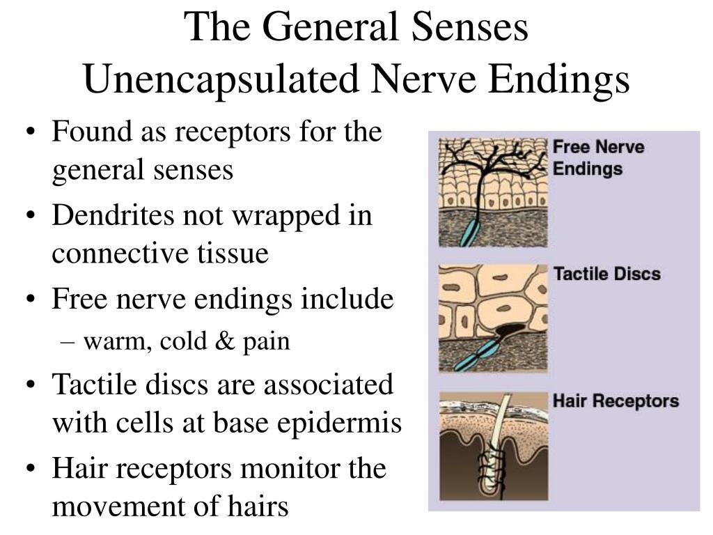 PPT Chapter 16 Sense Organs PowerPoint Presentation, free download