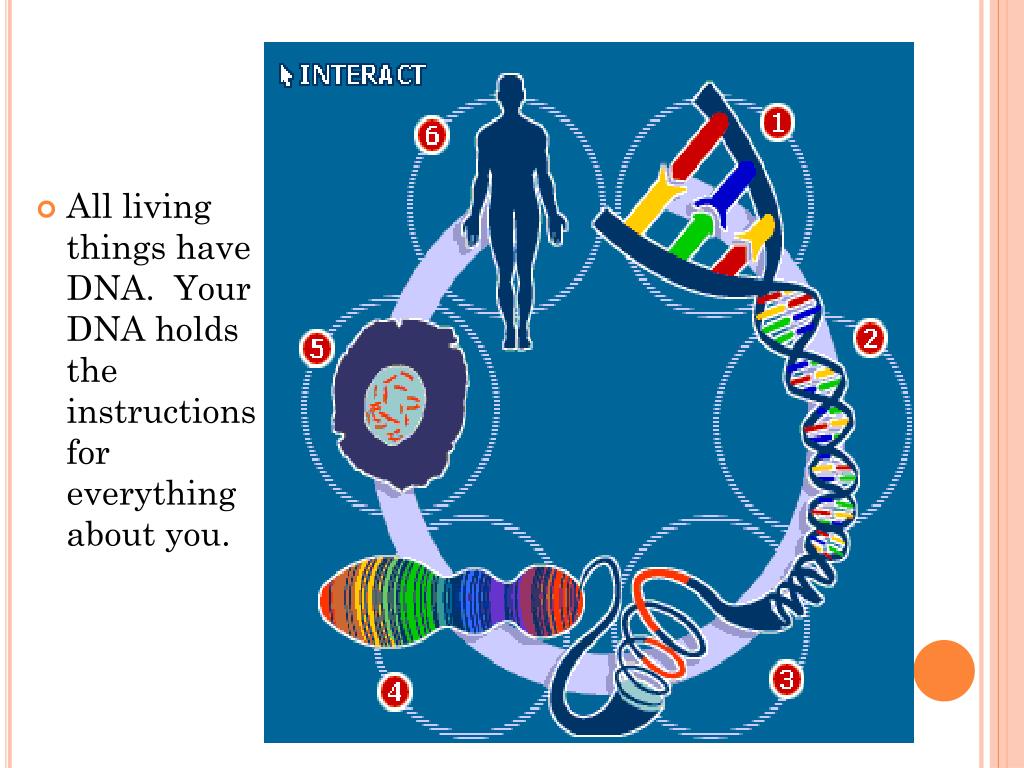 PPT Chapter 10 DNA, RNA, and Protein Synthesis PowerPoint