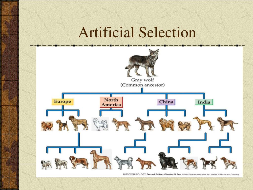 PPT Speciation PowerPoint Presentation, free download ID1788363