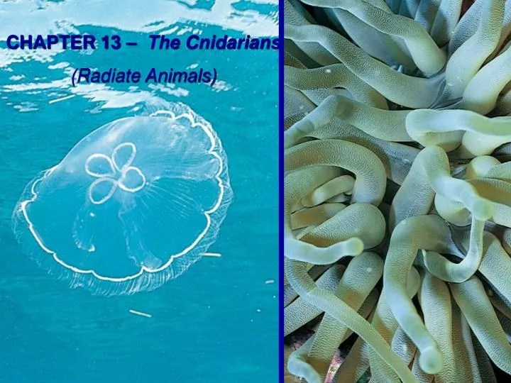 PPT CHAPTER 13 The Cnidarians (Radiate Animals) PowerPoint