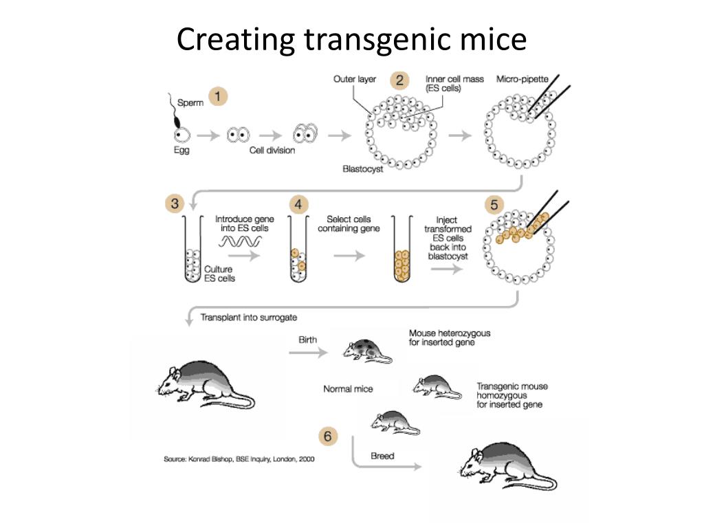 PPT Mouse as a Model Organism PowerPoint Presentation, free download