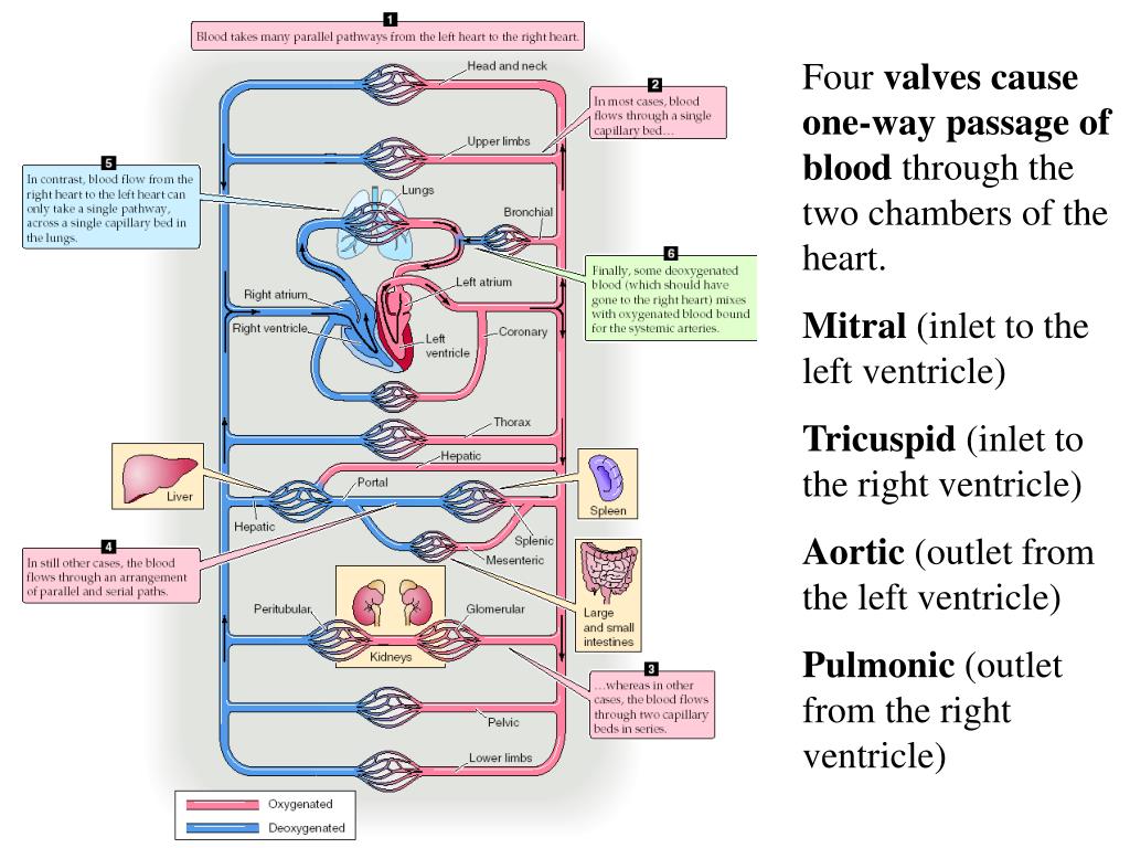 PPT The heart consists of two parallel pumps . The right ventricle