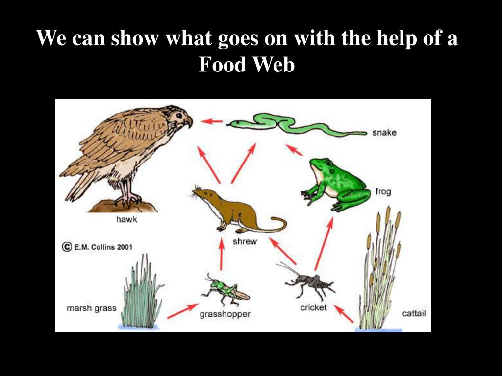 PPT Food Chain/Food s PowerPoint Presentation, free download ID