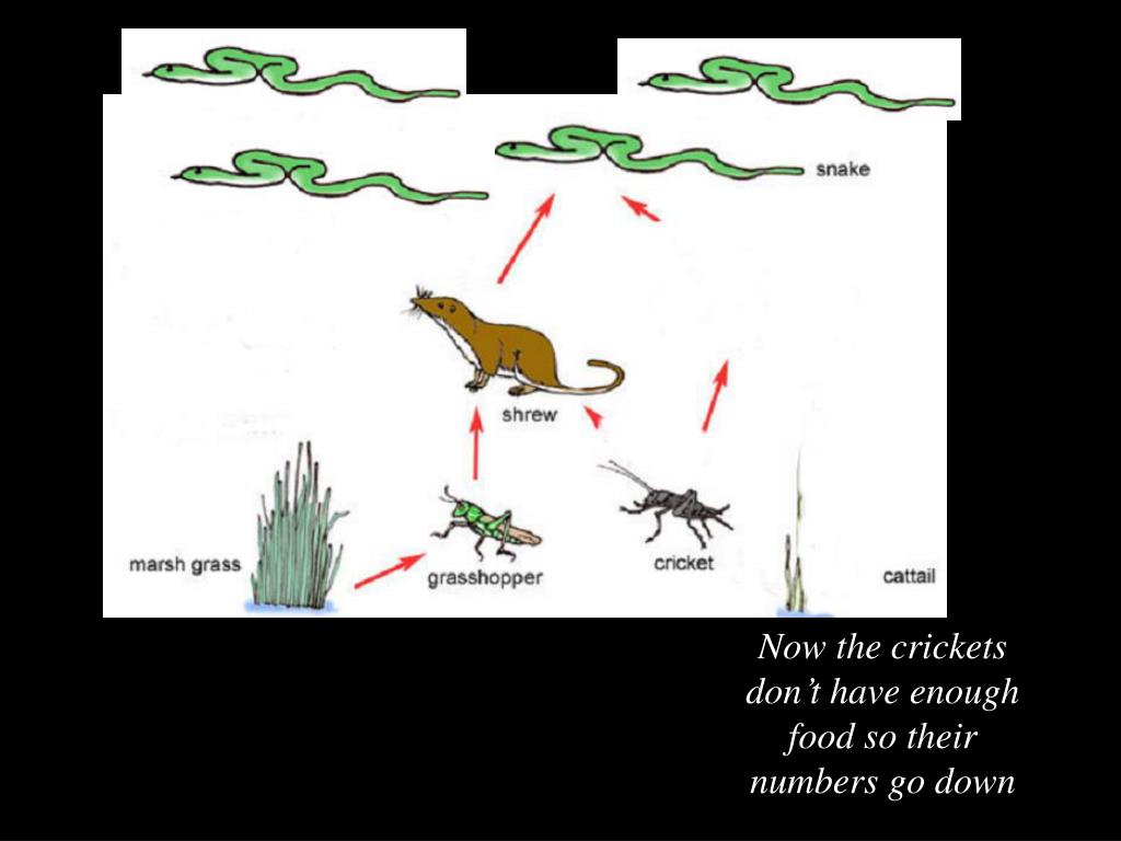 PPT Food Chain/Food s PowerPoint Presentation, free download ID