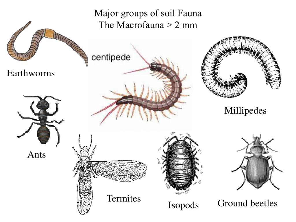 PPT LECTURE 6 SOIL INVERTEBRATES Reading PowerPoint Presentation