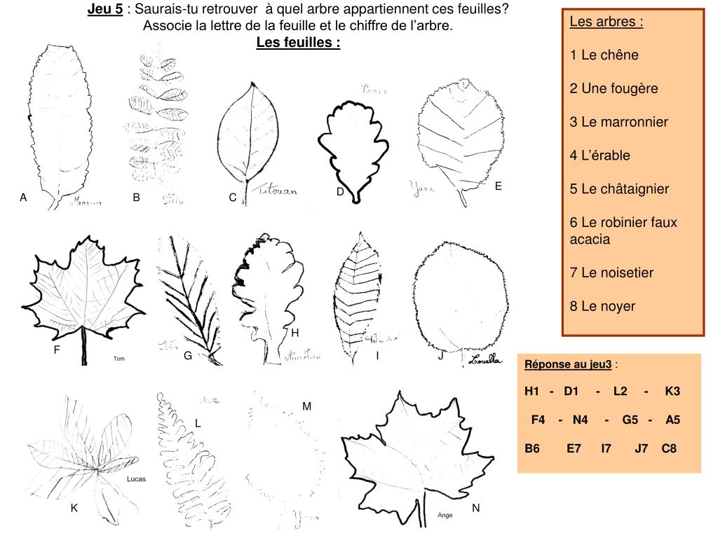 PPT La feuille PowerPoint Presentation, free download ID1812024