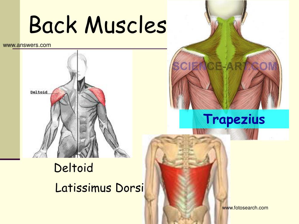 PPT Muscle Show and Tell PowerPoint Presentation, free download ID