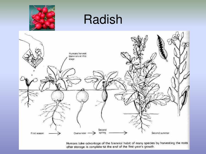 PPT Metamorphosis and Life Cycles PowerPoint Presentation ID1817258