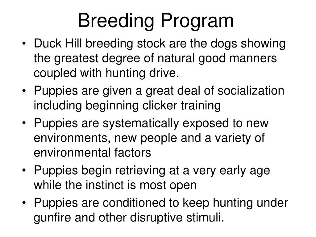 PPT Duck Hill Kennels PowerPoint Presentation, free download ID1819161