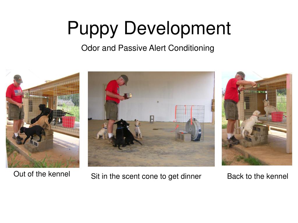 PPT Duck Hill Kennels PowerPoint Presentation, free download ID1819161