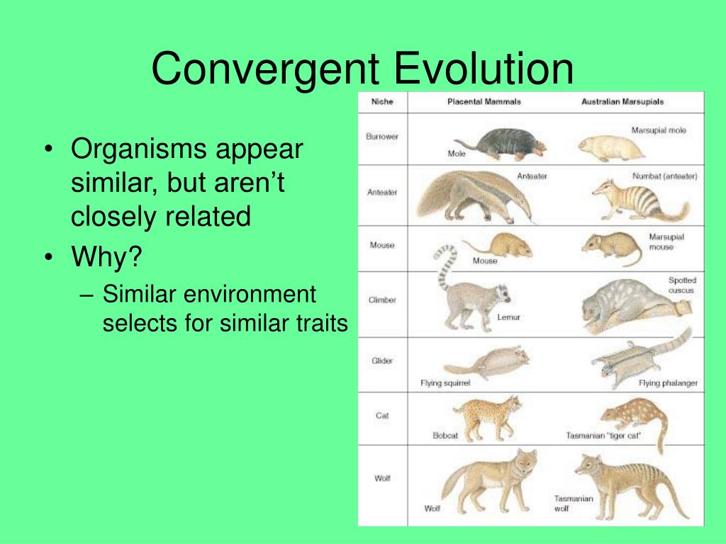 PPT Other Factors Can Affect Variation In A Population