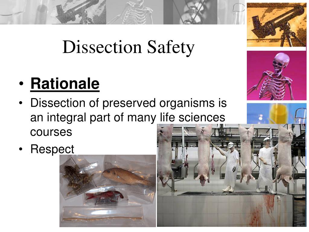 PPT Dissection Safety PowerPoint Presentation, free download ID1821164