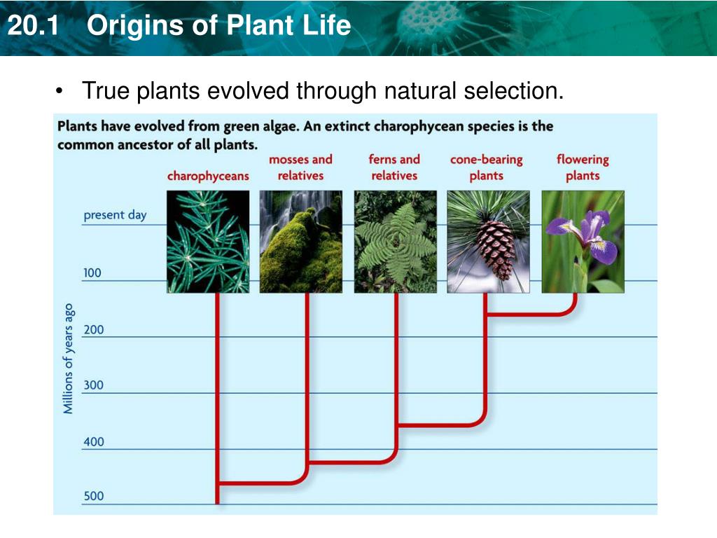 PPT KEY CONCEPT Plant life began in the water and became adapted to