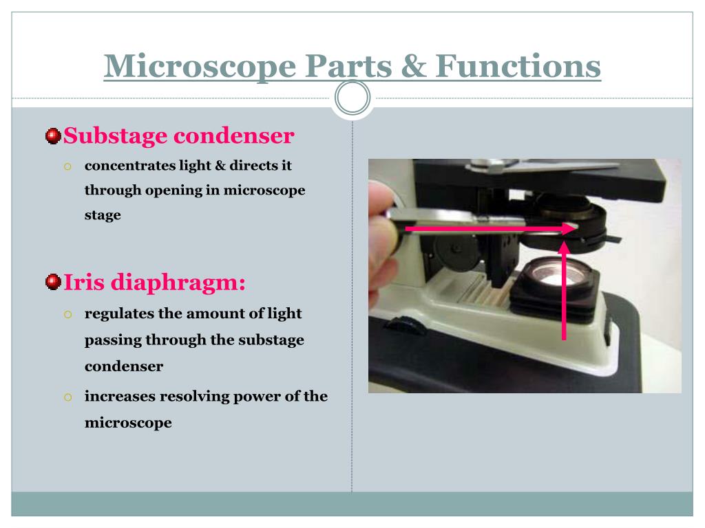 Condenser Microscope Function Micropedia