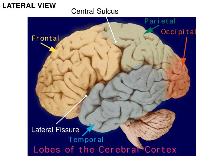 PPT TERMS OF REFERENCE PowerPoint Presentation ID1823161