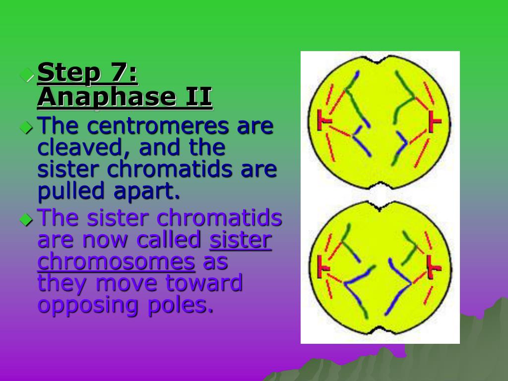 PPT Meiosis is a one way process unlike mitosis. PowerPoint