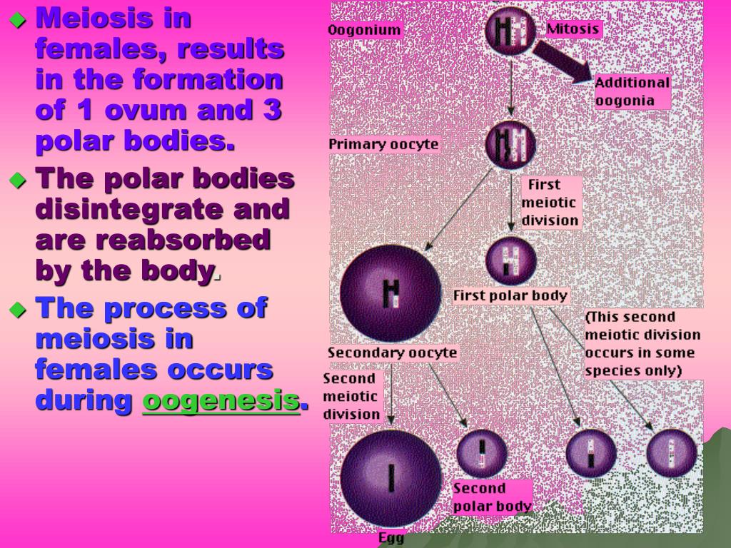 PPT Meiosis is a one way process unlike mitosis. PowerPoint