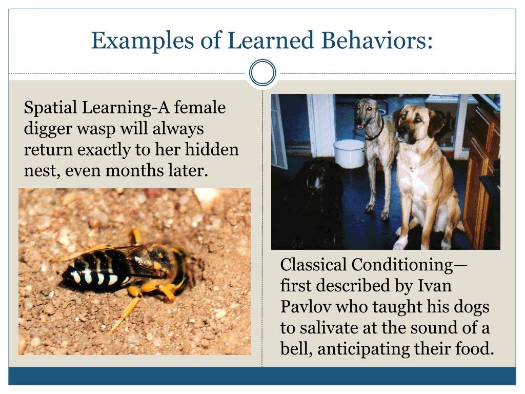 PPT Animal Behavior PowerPoint Presentation, free download ID1824730